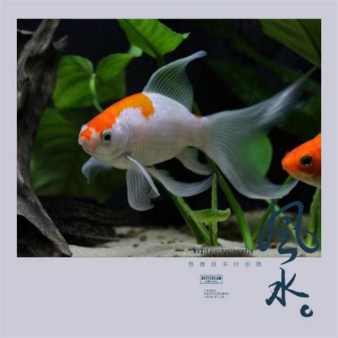 魚缸位置|魚缸千萬別這樣擺！養魚風水5大重點